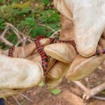 XI SAPIS e VI ELAPIS: USP é palco de debates sobre áreas protegidas e inclusão social