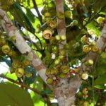 1ª Conferência Municipal de Turismo de Curionópolis: um marco para o futuro da região